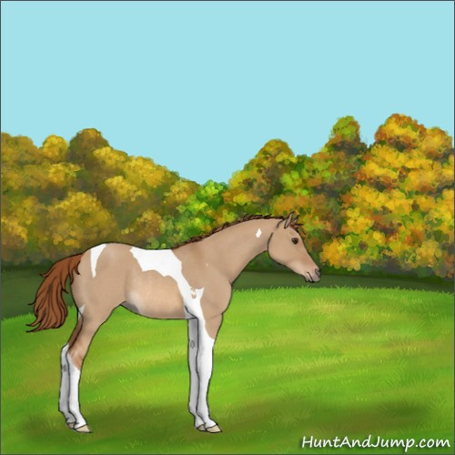 Horse Color:Red Dun Roan Tobiano Rabicano