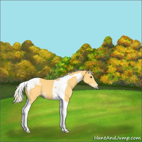 Horse Color:Palomino Tobiano 