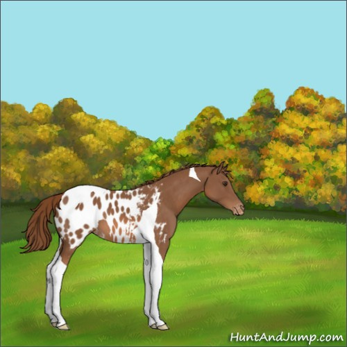 Horse Color:Chestnut Tobiano Appaloosa 