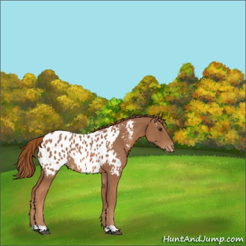 Horse Color:Chestnut Appaloosa 