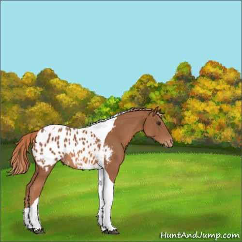 Horse Color:Chestnut Tobiano Appaloosa Rabicano 