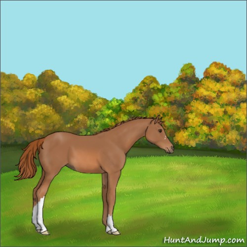 Horse Color:Chestnut 
