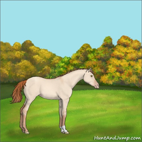 Horse Color:Gold Champagne Dun 