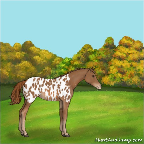Horse Color:Chestnut Appaloosa Rabicano 