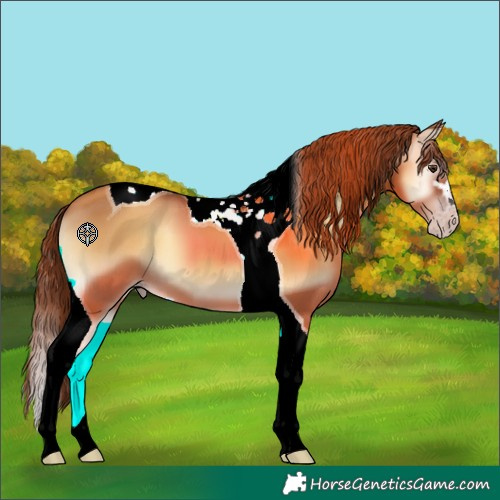 Horse Color:Gray Gold Champagne Onyx Sabino Tobiano 