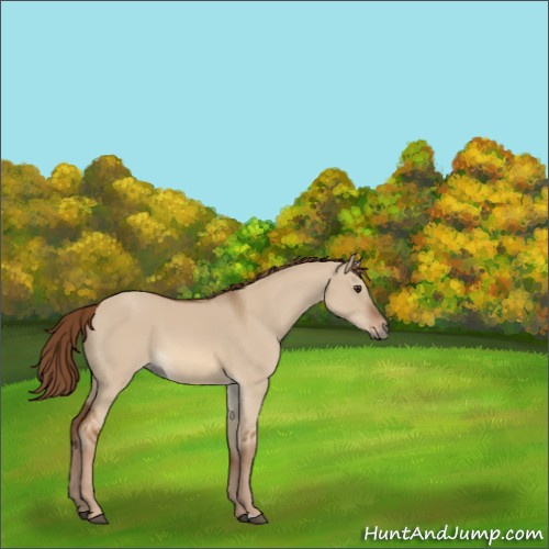 Horse Color:Red Dun 