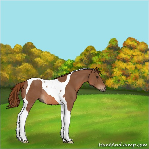 Horse Color:Chestnut Tobiano Rabicano 