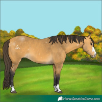 Horse Color:Buckskin 