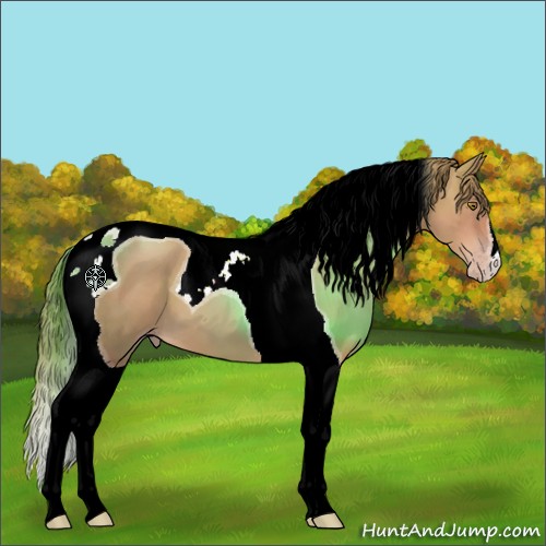 Horse Color:Gold Champagne Tobiano 