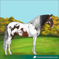 Horse Color:White Spotted Brown Tobiano 