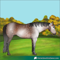 Horse Color:Gray Bay 