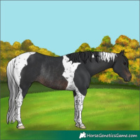 Horse Color:Brown Tobiano Rabicano 