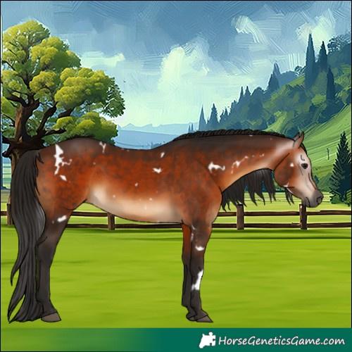 Horse Color:Gray White Spotted Bay 