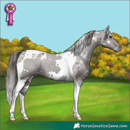 Horse Color:White Spotted Grullo Tobiano Appaloosa 