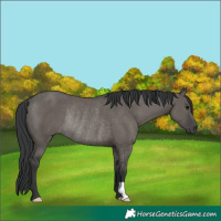 Horse Color:Grullo Rabicano 