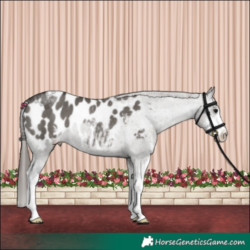 Horse Color:Grullo Sabino Blanket Rabicano