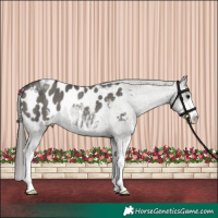 Horse Color:Grullo Sabino Blanket Rabicano