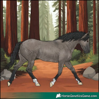 Horse Color:Grullo Rabicano 