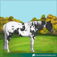 Horse Color:White Spotted Black Tobiano Appaloosa 