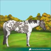 Horse Color:White Spotted Grullo Appaloosa 