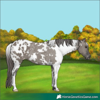 Horse Color:White Spotted Grullo Appaloosa