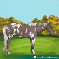 Horse Color:White Spotted Silver Black Varnish 