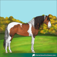 Horse Color:White Spotted Brown Tobiano 