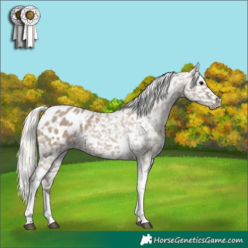 Horse Color:White Spotted Silver Grullo Tobiano Appaloosa 