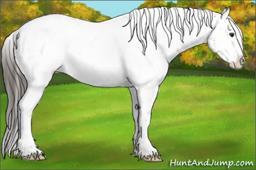 Horse Color:White Spotted Liver Chestnut Appaloosa 