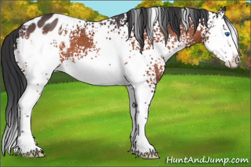 Horse Color:White Spotted Brown Roan Splash Appaloosa 