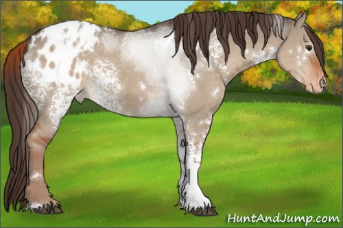 Horse Color:White Spotted Liver Red Dun Appaloosa 