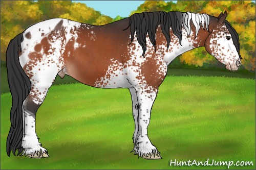 Horse Color:White Spotted Brown Tobiano Appaloosa 