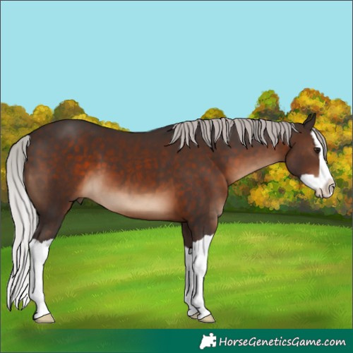Horse Color:Silver Brown Splash 