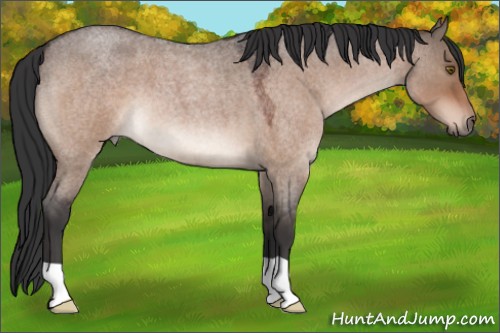 Horse Color:Brown Roan Dun 
