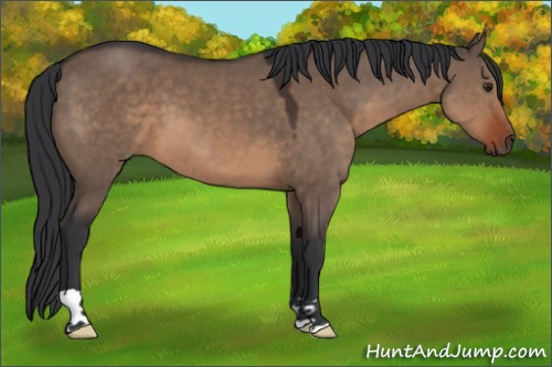 Horse Color:Brown Dun 