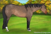 Horse Color:Brown Dun