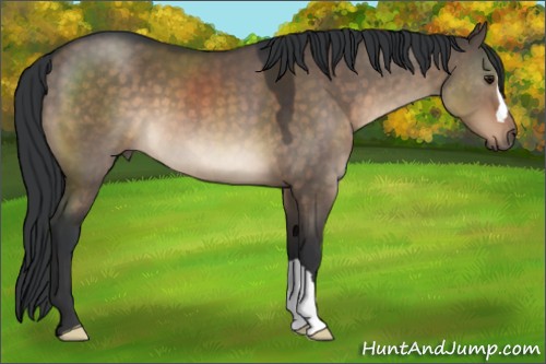 Horse Color:Brown Dun 