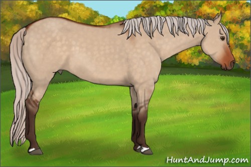 Horse Color:Silver Brown Dun 