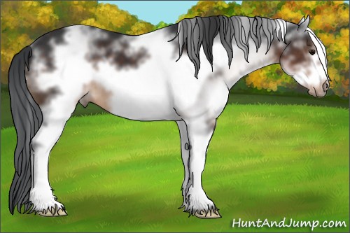 Horse Color:White Spotted Brown Frame 