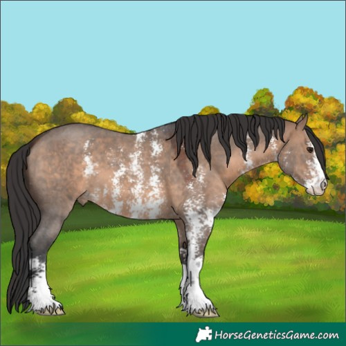 Horse Color:Brown Dun Sabino 