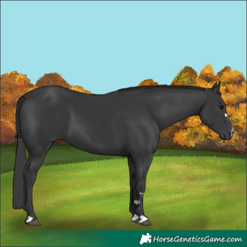 Horse Color:Black 