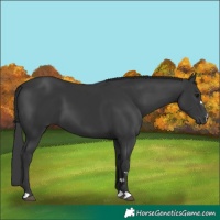 Horse Color:Black 
