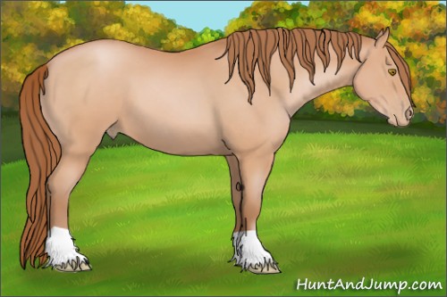 Horse Color:Bay Pearl 