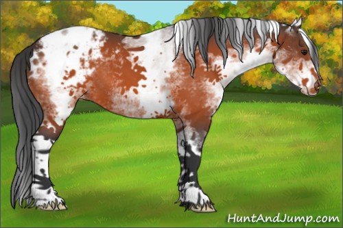 Horse Color:White Spotted Bay Appaloosa 