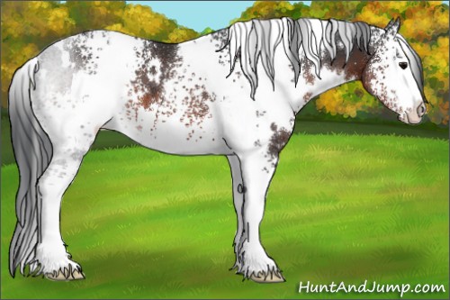 Horse Color:White Spotted Brown 