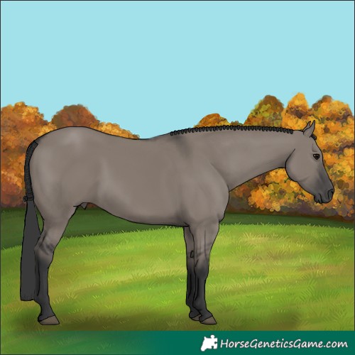 Horse Color:Grullo 