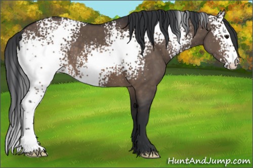 Horse Color:White Spotted Brown Dun 