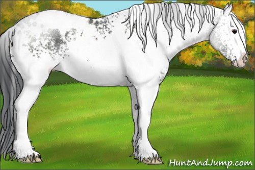 Horse Color:White Spotted Black 