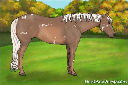 Horse Color:White Spotted Chestnut Mushroom 
