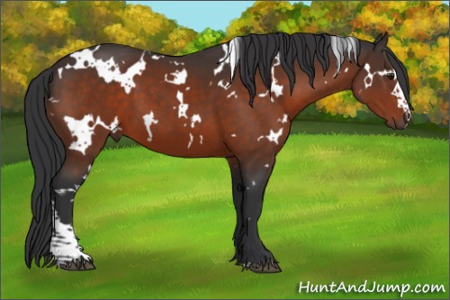 Horse Color:White Spotted Brown 